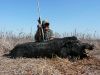 wild-boar-hunting-safaris-51