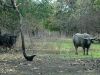 photographic_safaris_water_buffalo_1_large